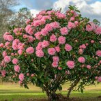 Kamélia japonská (Camellia Japonica) ´TRIUMPHANS´ - výška 20-40 cm, kont. C2L (-10°C)